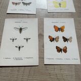 Naturalist butterfly engraving 1900.