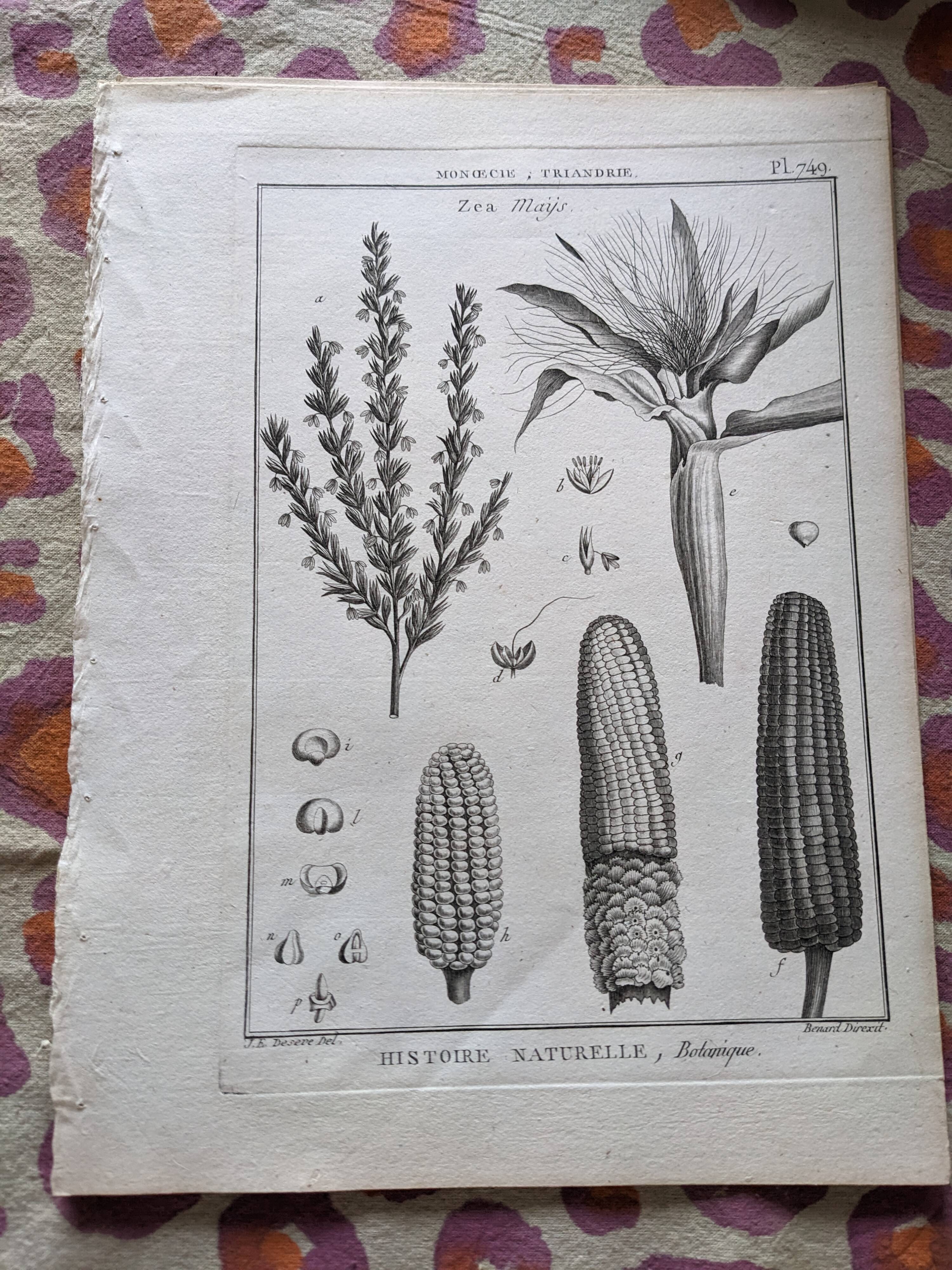 Stamped vintage botanical engraving plate natural history flowers