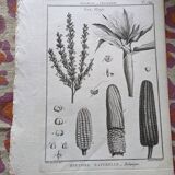 Stamped vintage botanical engraving plate natural history flowers