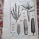 Stamped vintage botanical engraving plate natural history flowers
