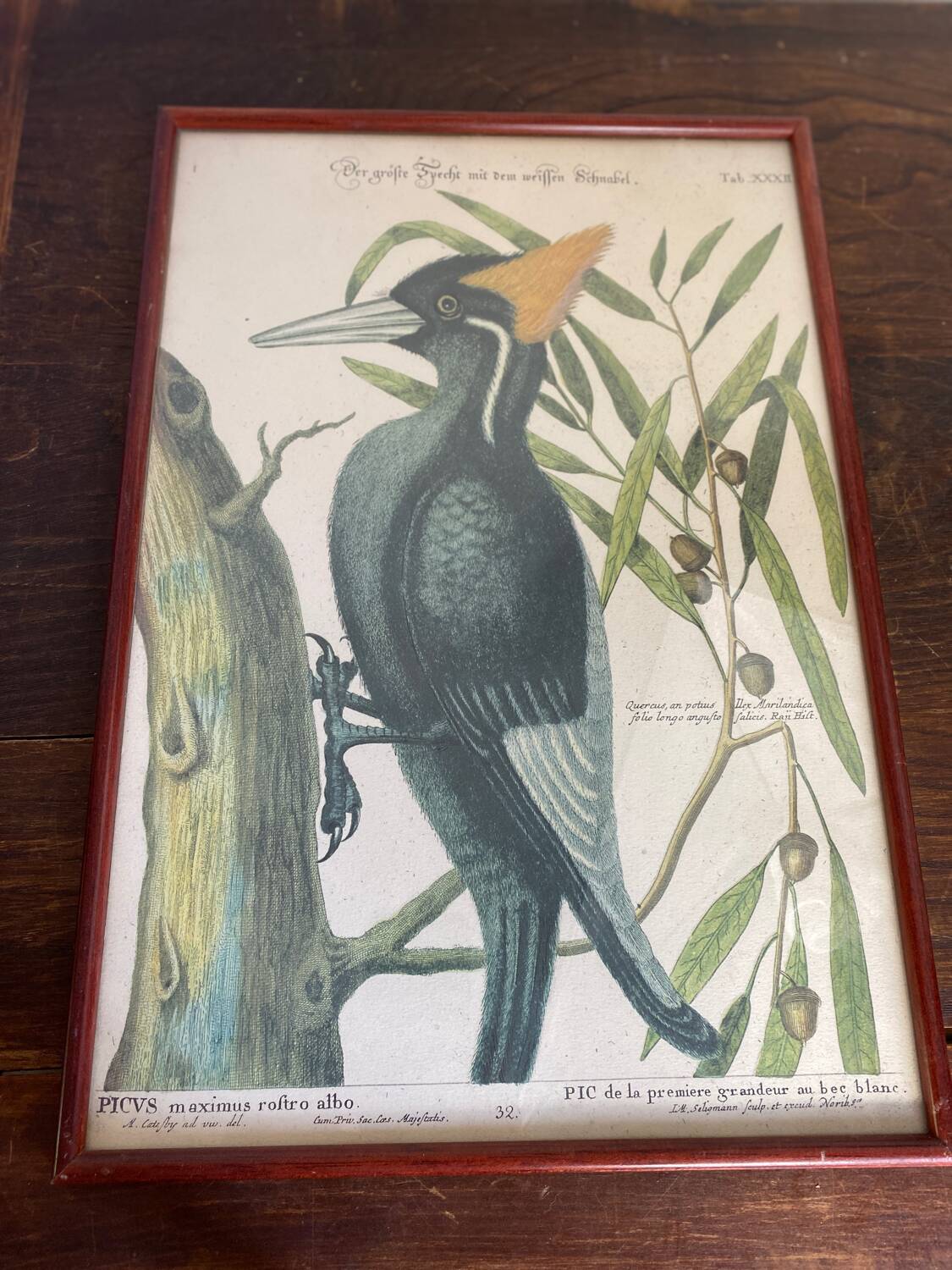 Ornithological posters