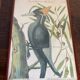 Ornithological posters