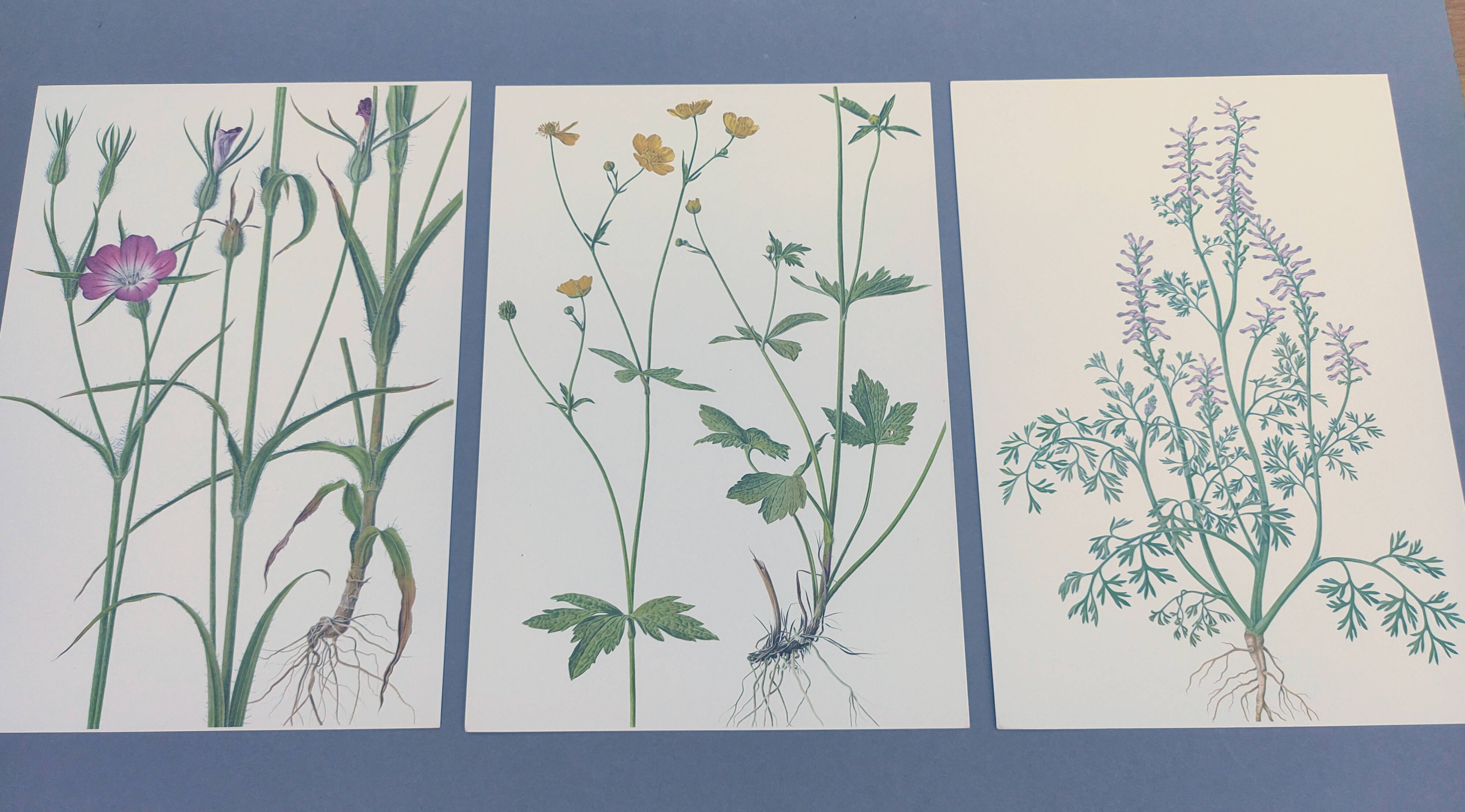 Lot of 3 vintage botanical plates from 1978 - including Githagorés - Illustration of wild flowers