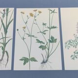 Lot of 3 vintage botanical plates from 1978 - including Githagorés - Illustration of wild flowers