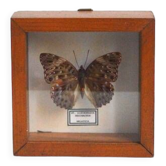 Cadre papillon de Malaisie