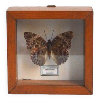 Butterfly frame from Malaysia