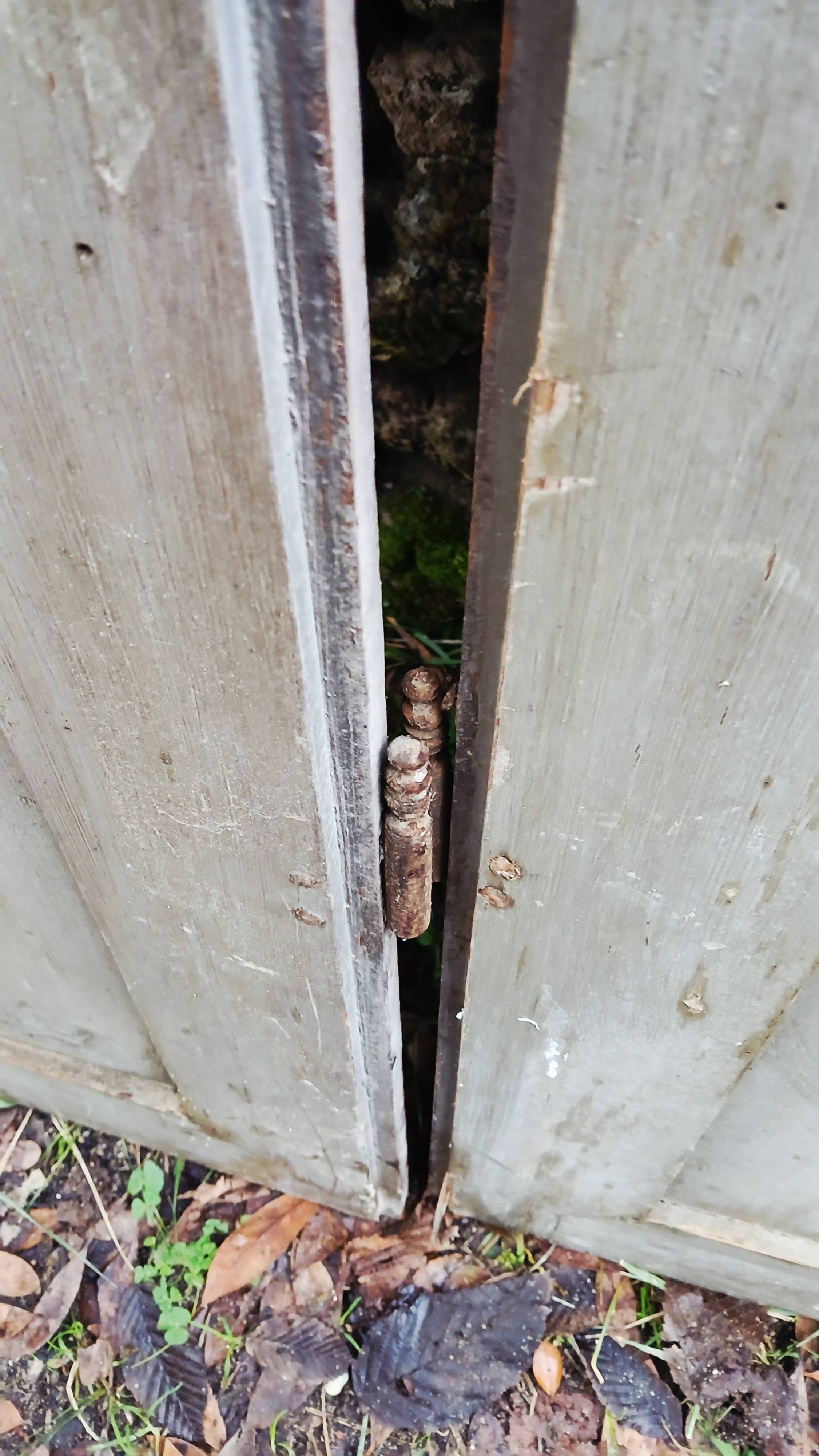Pair of antique doors