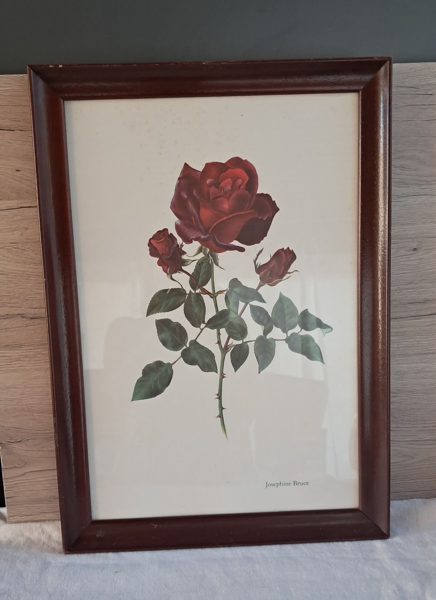 Vintage 1970 frame - Botanical illustration of Rose "Josephine B"