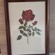 Vintage 1970 frame - Botanical illustration of Rose "Josephine B"