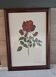 Vintage 1970 frame - Botanical illustration of Rose "Josephine B"