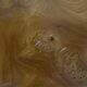 Veneered coffee table — varnished — 1970s design