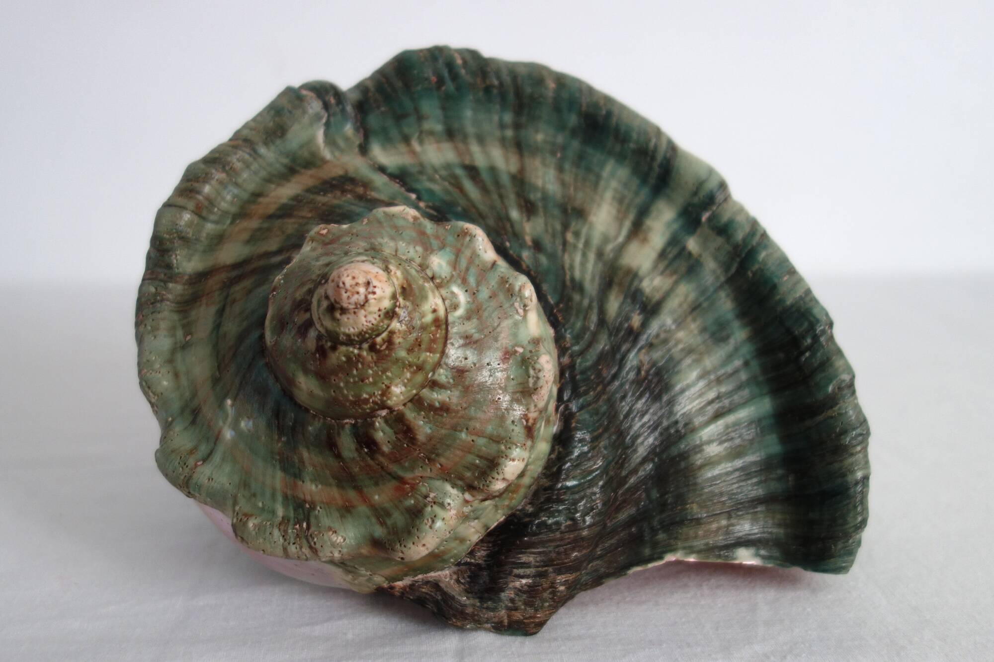 Huge vintage polished green mother-of-pearl turban shell