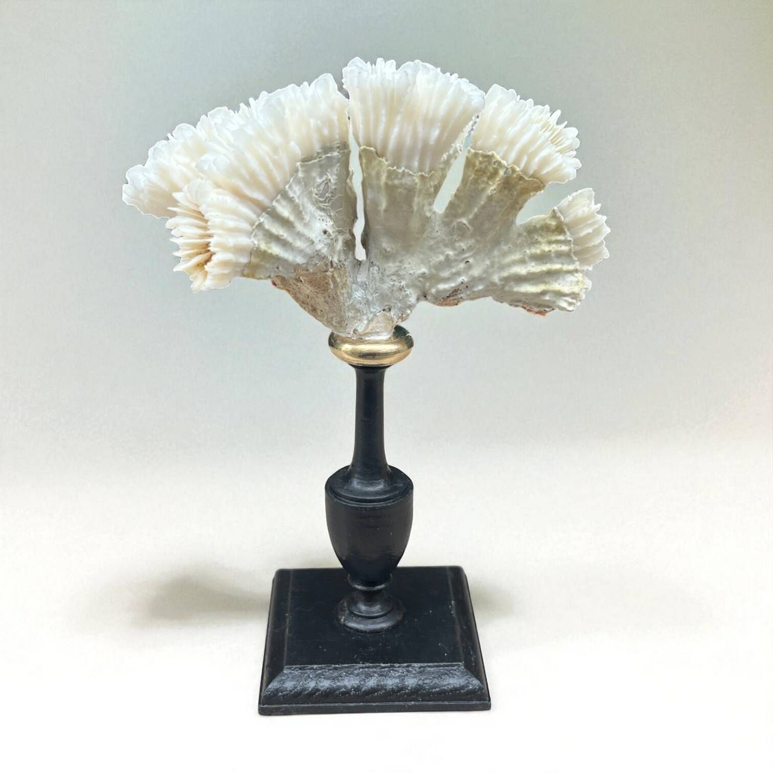 Antique natural white coral on turned wooden base - cabinet of curiosities