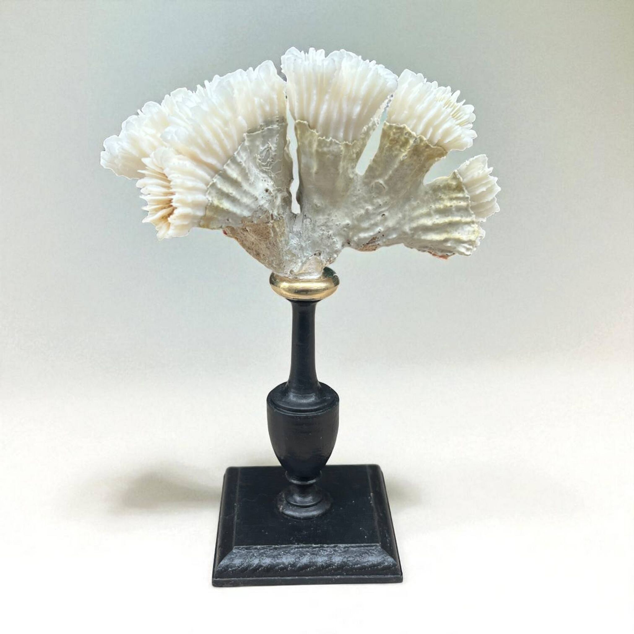 Antique natural white coral on turned wooden base - cabinet of curiosities