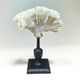 Antique natural white coral on turned wooden base - cabinet of curiosities