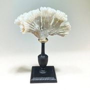 Antique natural white coral on turned wooden base - cabinet of curiosities