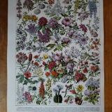 Original lithograph on flowers (2)