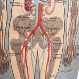 Anatomy poster XIXth