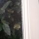 Old translucent glass communication door 82.5x214.2cm
