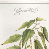 Planche botanique la grande Ortie