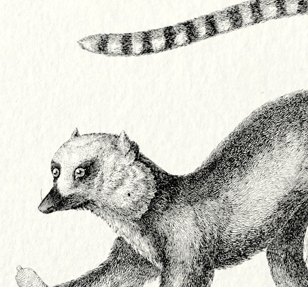 Lemur illustration 1850