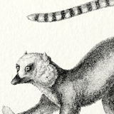 Lemur illustration 1850