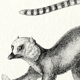 Lemur illustration 1850