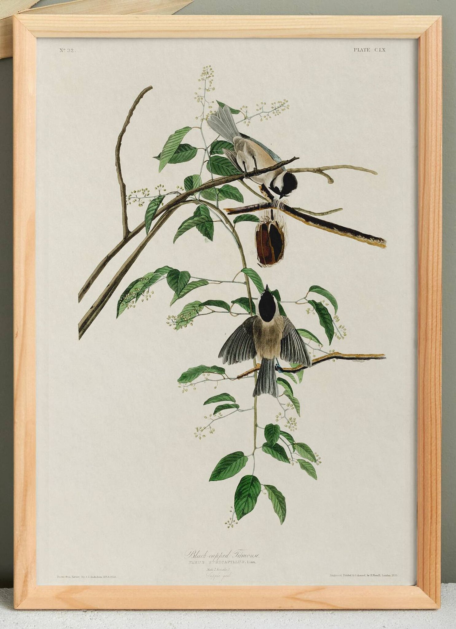 Poster about the Black-headed Tit, based on an old engraving from 1827.