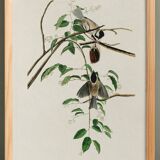 Poster about the Black-headed Tit, based on an old engraving from 1827.