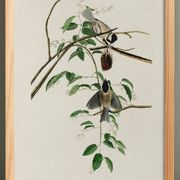 Poster about the Black-headed Tit, based on an old engraving from 1827.