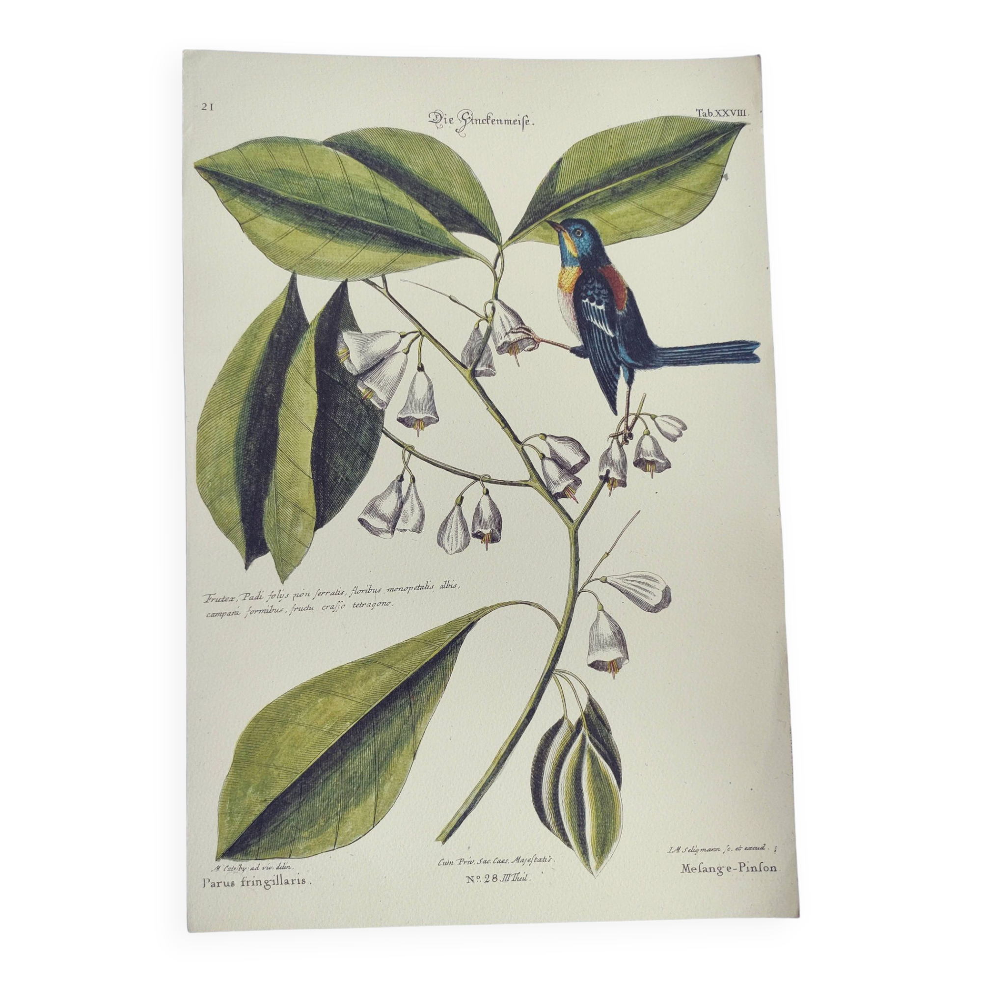 Old bird engraving - Chickadee - Zoological plate by Seligmann & Catesby. 1973