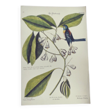 Old bird engraving - Chickadee - Zoological plate by Seligmann & Catesby. 1973