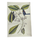 Old bird engraving - Chickadee - Zoological plate by Seligmann & Catesby. 1973
