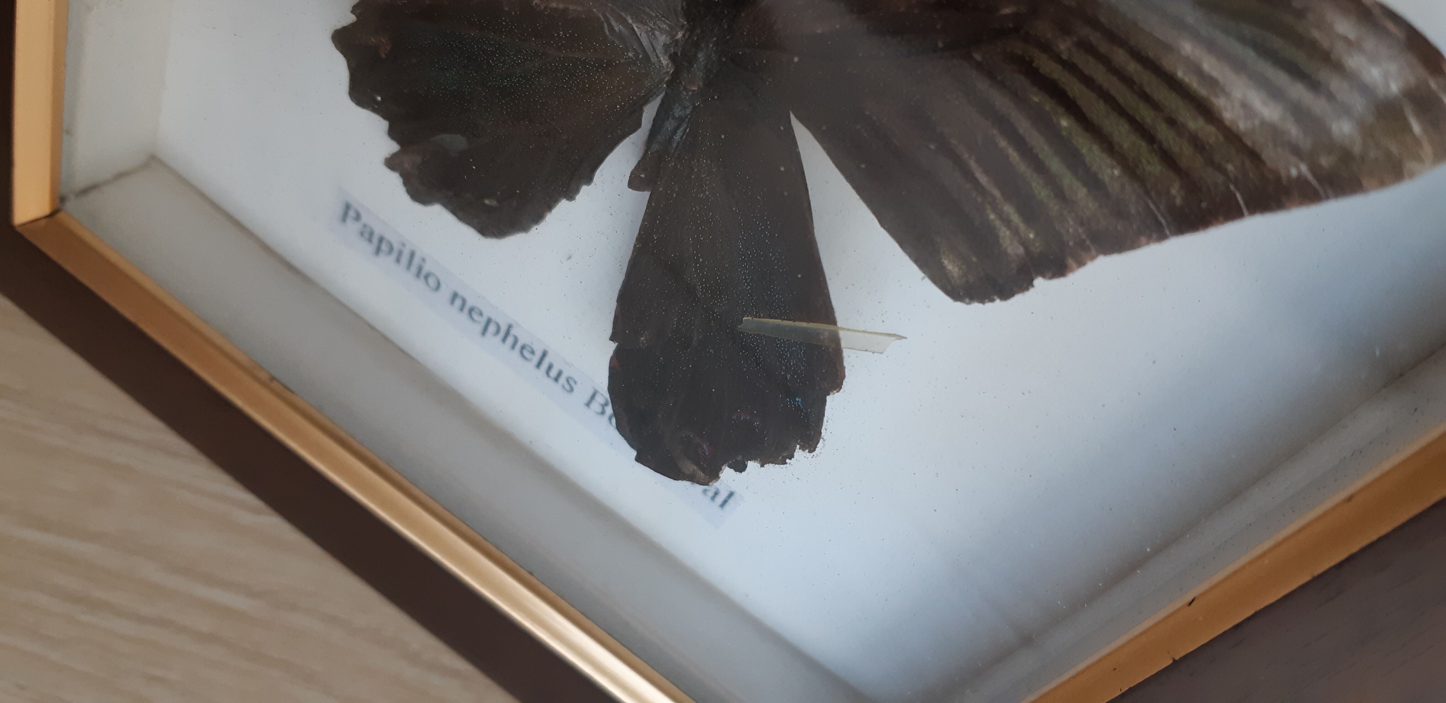 Naturalized butterfly under glass