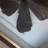 Naturalized butterfly under glass