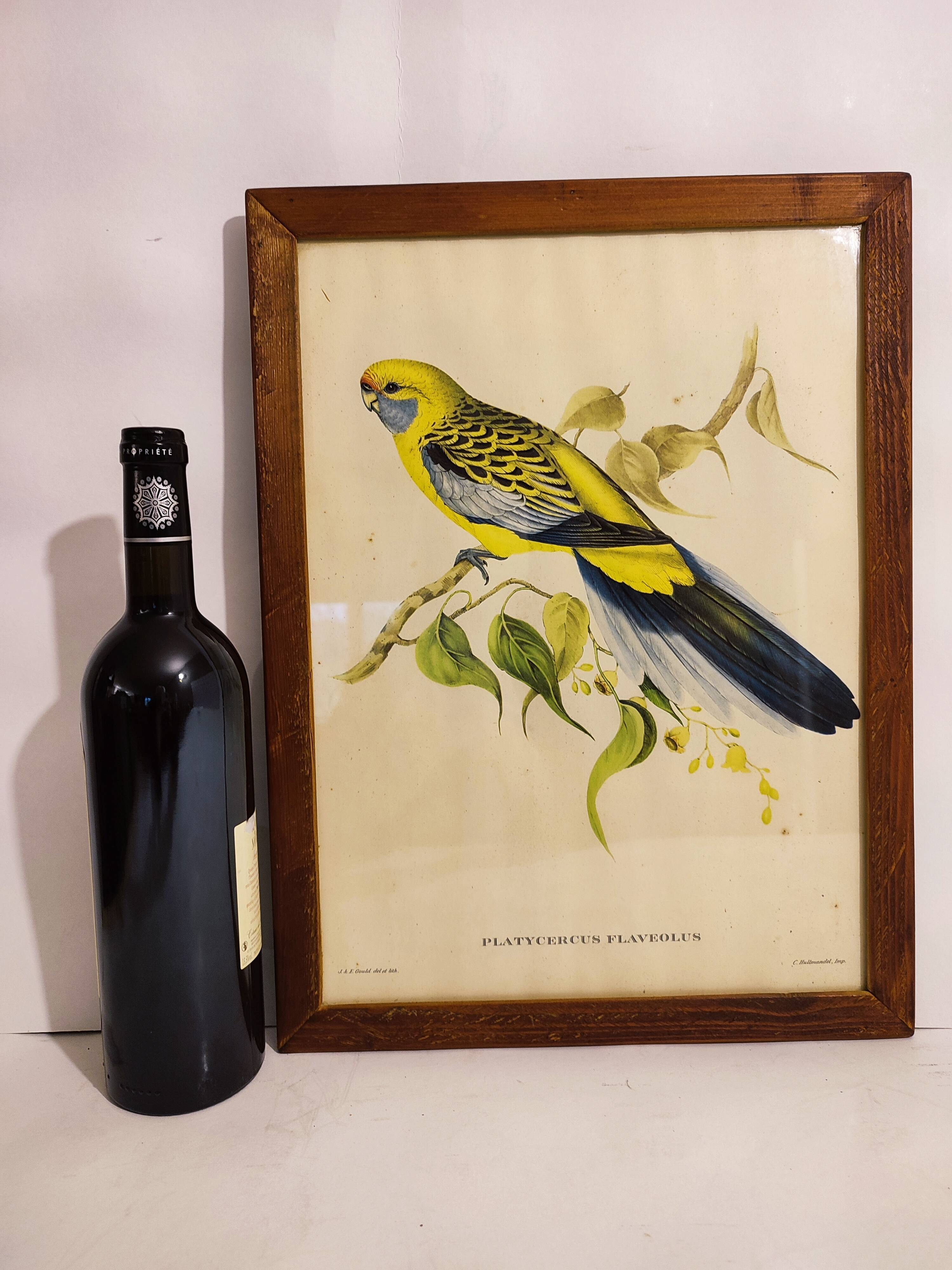 Gould Lithograph Enhanced Hand Parakeet