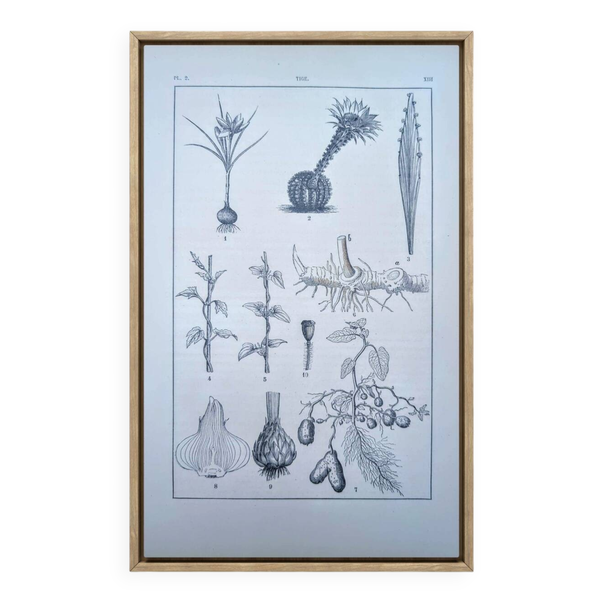 Vintage botanical plate printed in 1889, the stems.