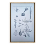 Planche botanique imprimée en 1889, les tiges