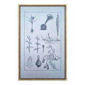 Planche botanique imprimée en 1889, les tiges