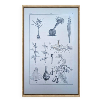 Planche botanique imprimée en 1889, les tiges