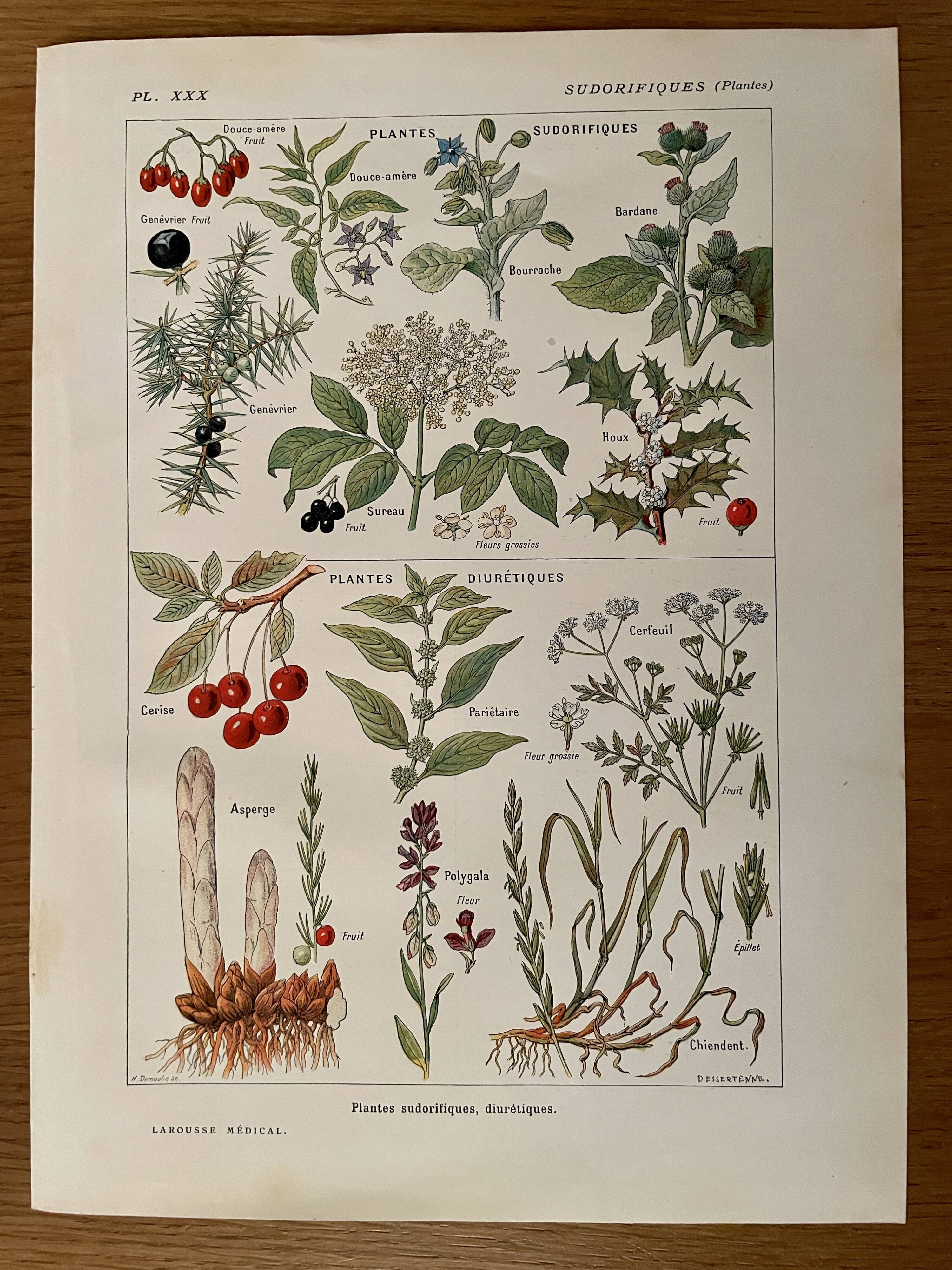 Illustrated page on sudorific plants -1950