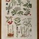Illustrated page on sudorific plants -1950