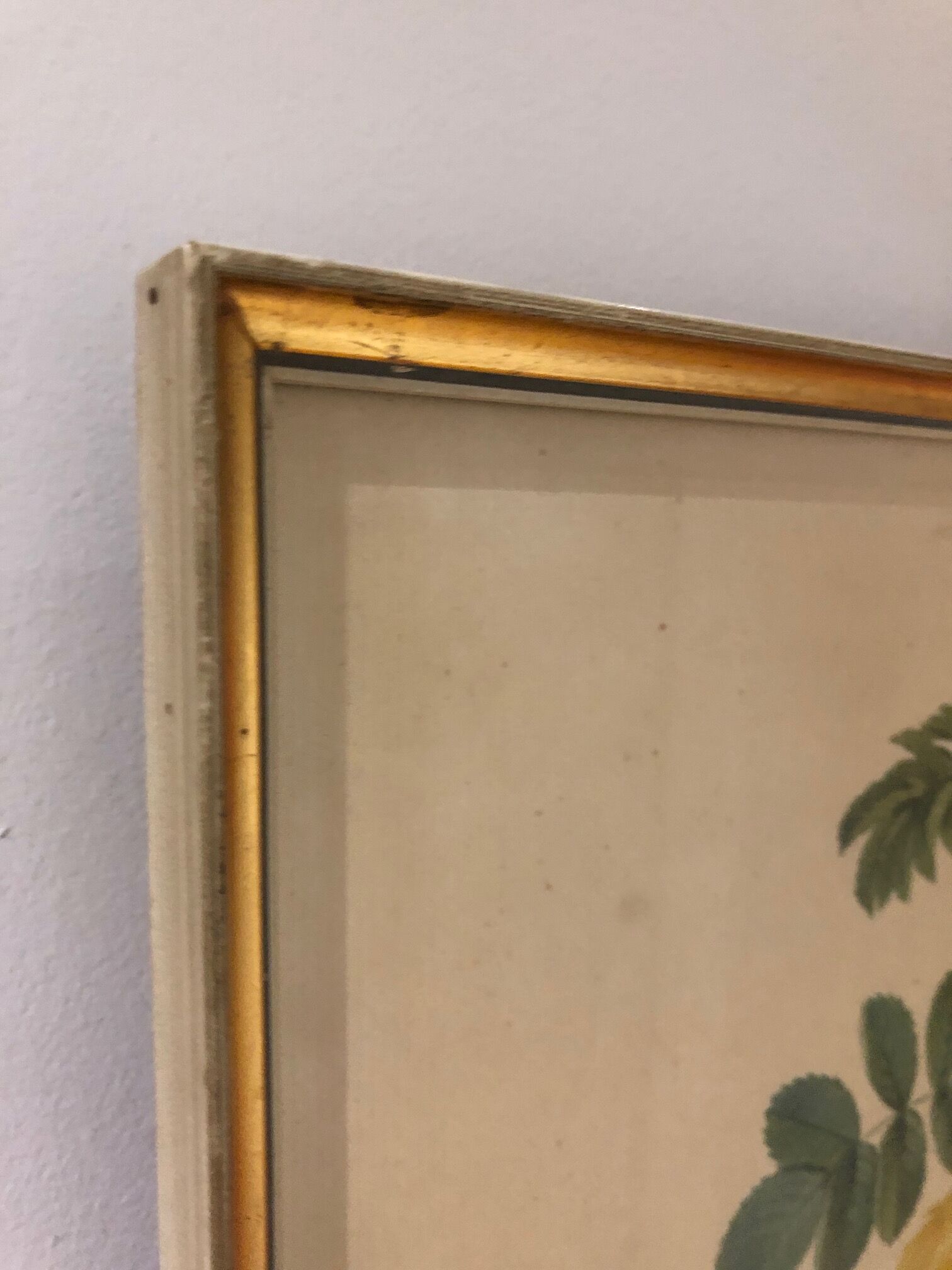 Rosa Sulfurea by Pierre Joseph Redouté