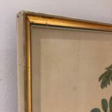 Rosa Sulfurea by Pierre Joseph Redouté