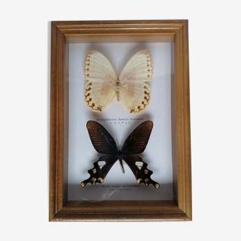 Papillons taxidermie
