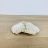 Natural White Fungia Coral