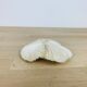 Natural White Fungia Coral