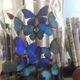 Morpho butterflies under globe Napoleon III