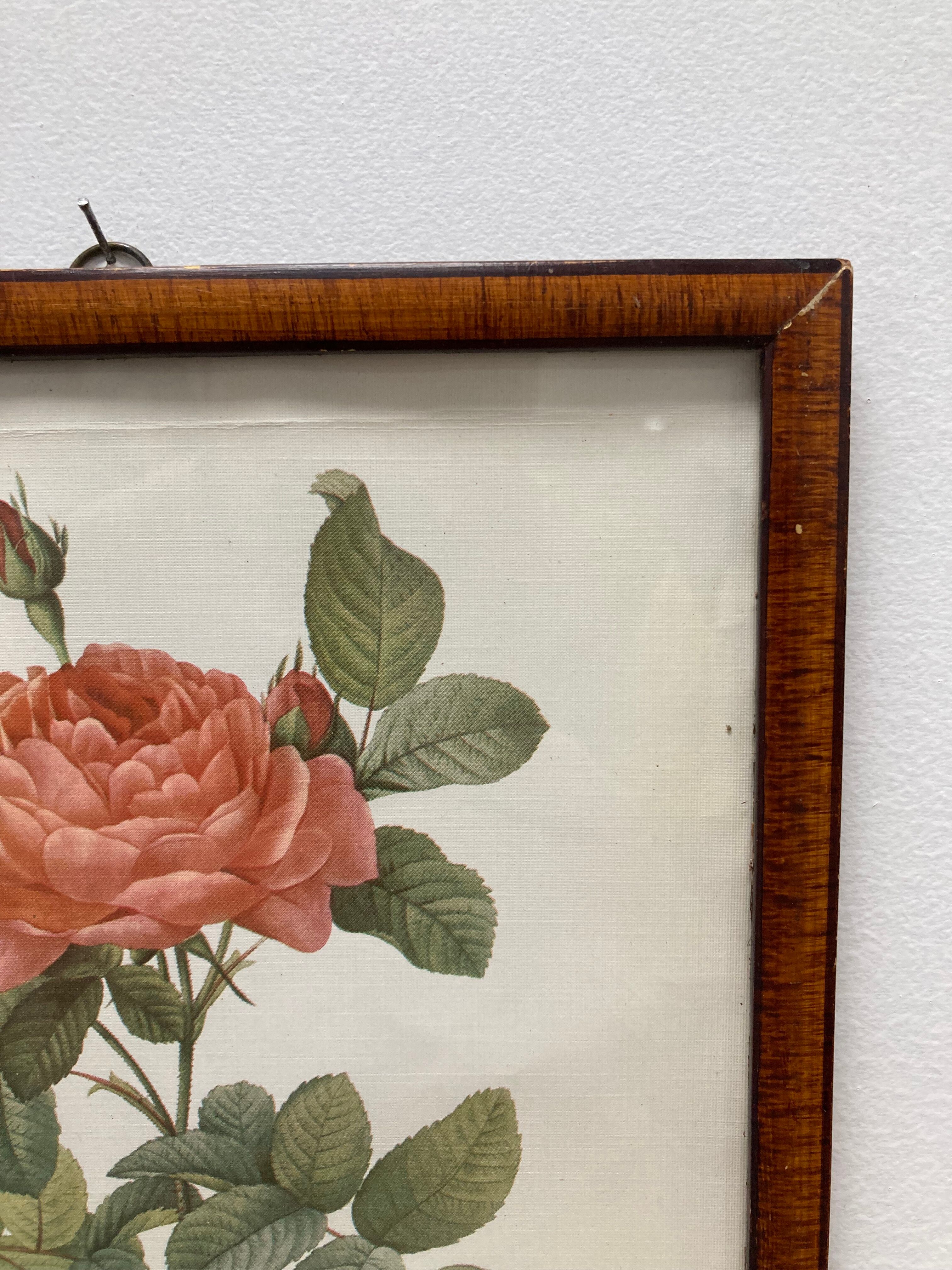 Illustration Rose Redouté