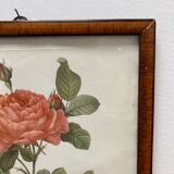 Illustration Rose Redouté